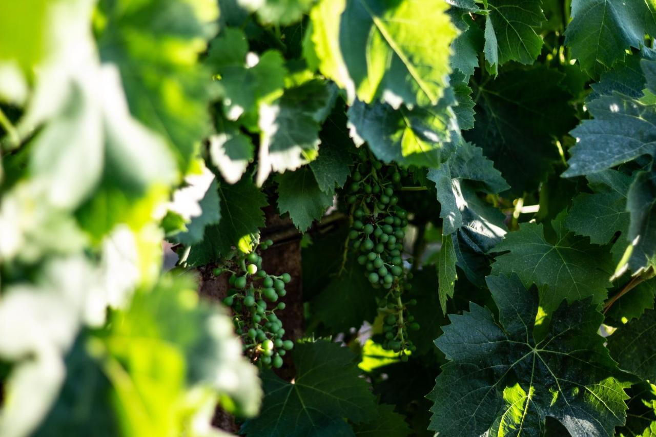 The Vineyards Bed & Breakfast Alghero Dış mekan fotoğraf