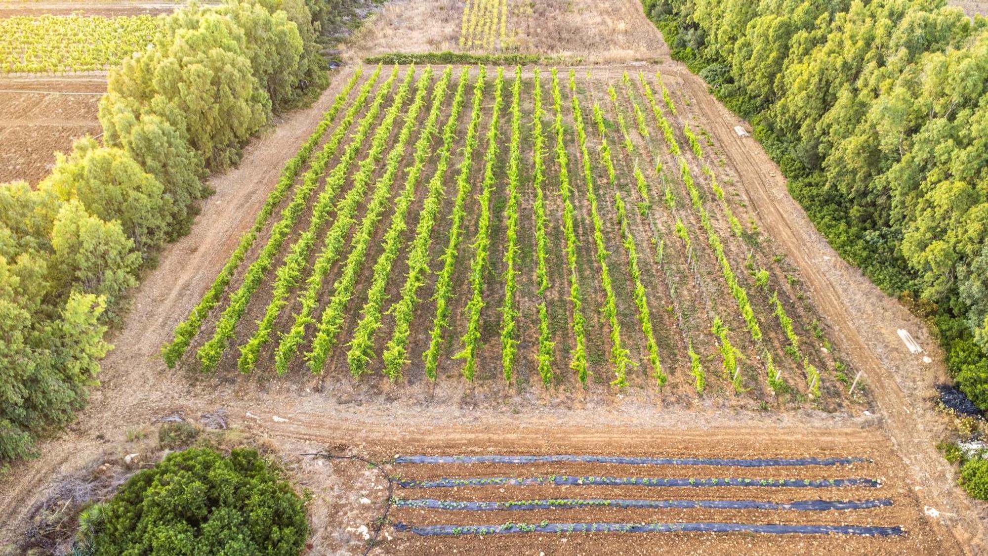 The Vineyards Bed & Breakfast Alghero Dış mekan fotoğraf